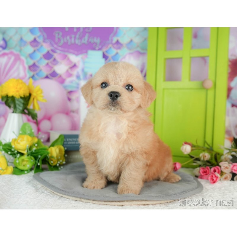 販売中の千葉県のミックス犬-402987の8枚目