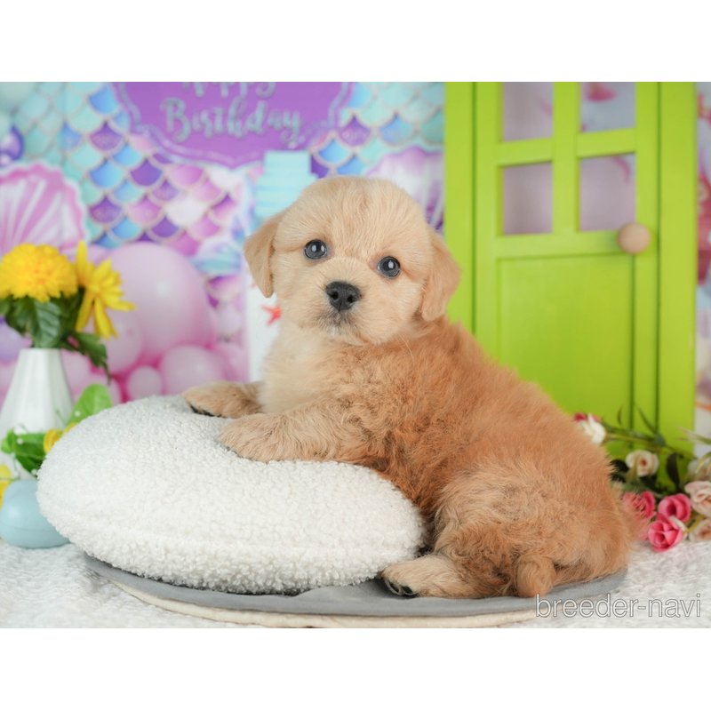 販売中の千葉県のミックス犬-402987の2枚目
