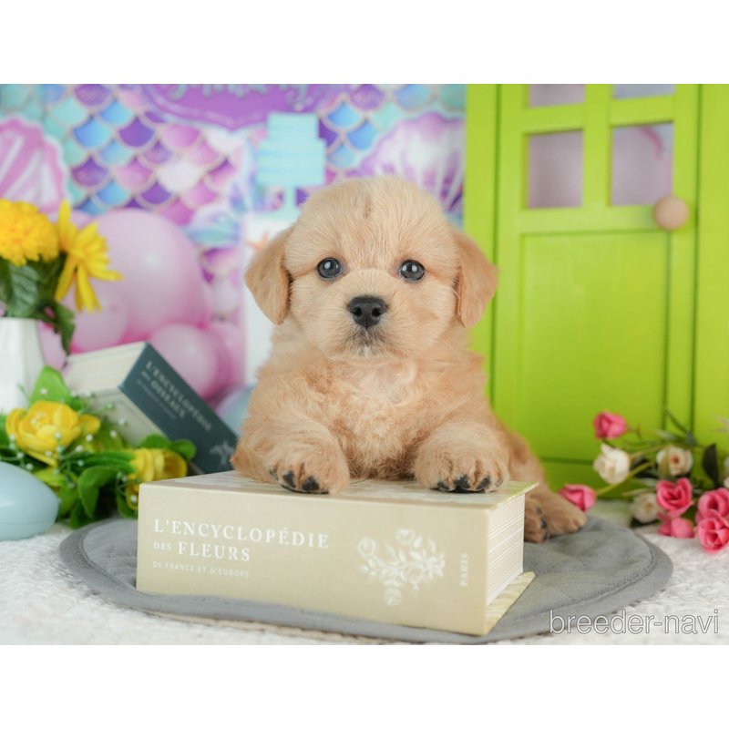 販売中の千葉県のミックス犬-402987の3枚目