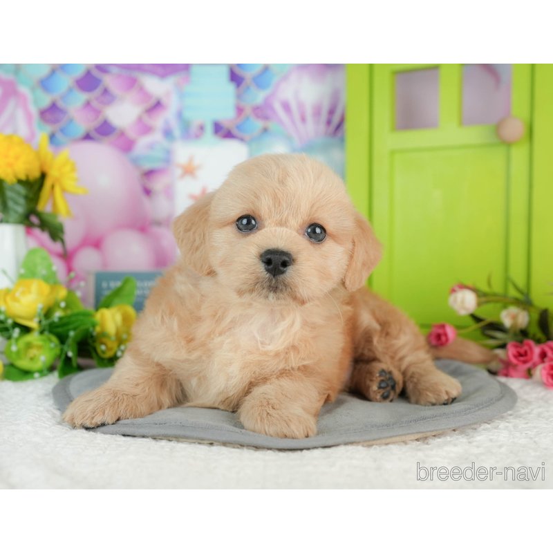 販売中の千葉県のミックス犬-402987の4枚目