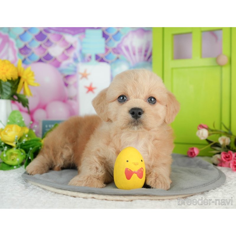 販売中の千葉県のミックス犬-402987の5枚目