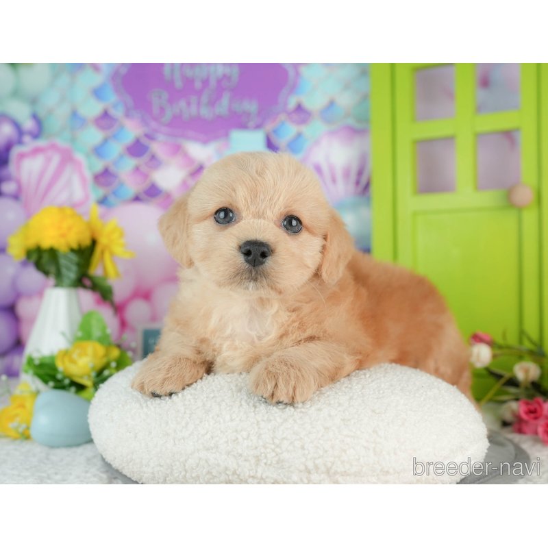 販売中の千葉県のミックス犬-402987の7枚目