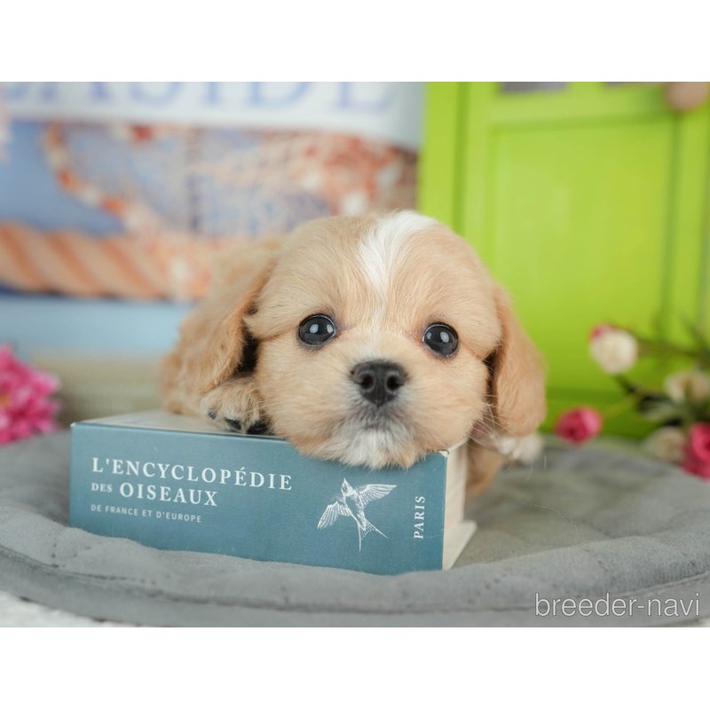 販売中の千葉県のミックス犬-402990の1枚目