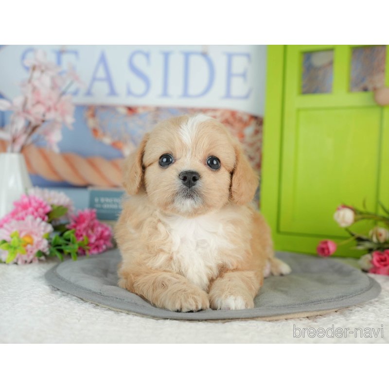 販売中の千葉県のミックス犬-402990の4枚目