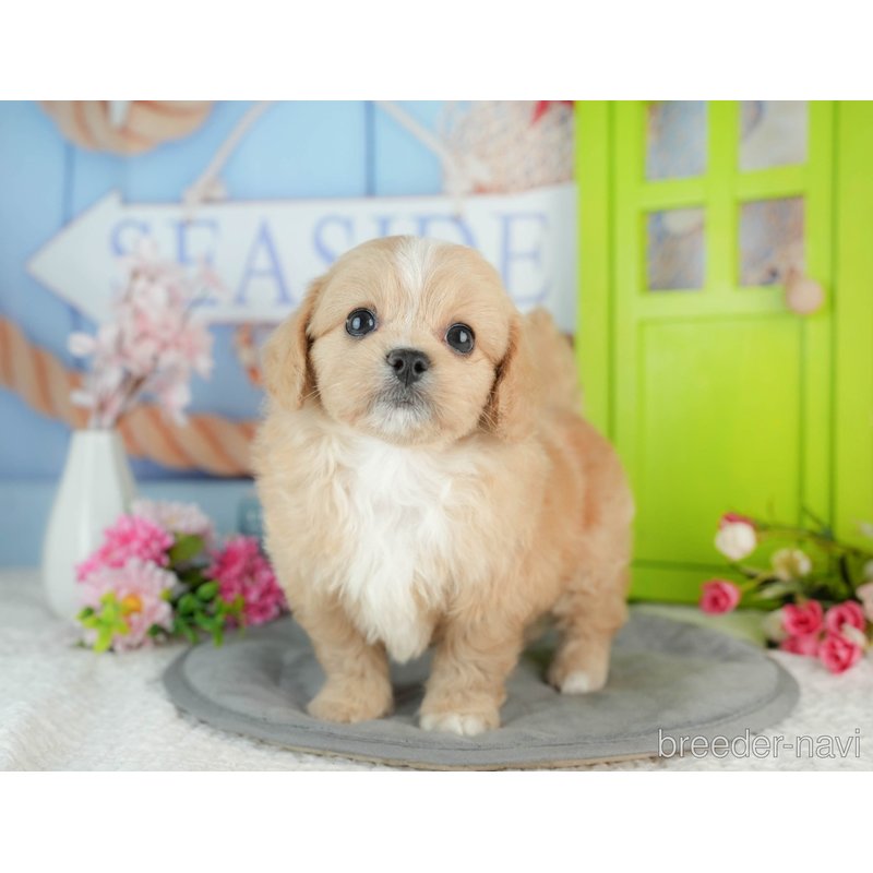 販売中の千葉県のミックス犬-402990の6枚目