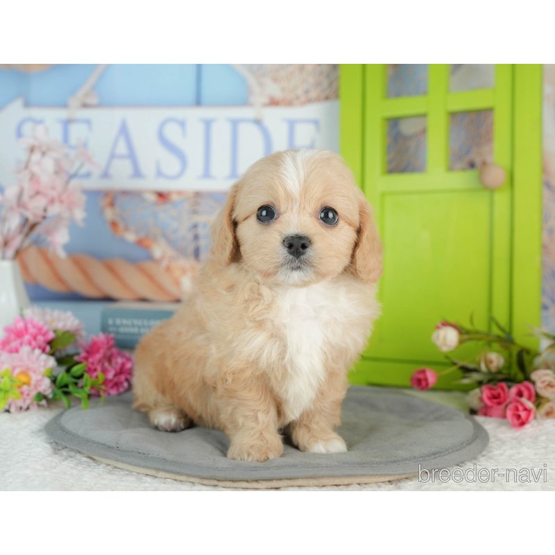 販売中の千葉県のミックス犬-402990の7枚目