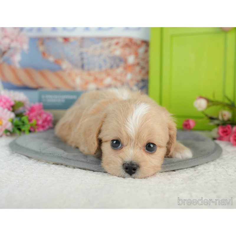 販売中の千葉県のミックス犬-402990の8枚目