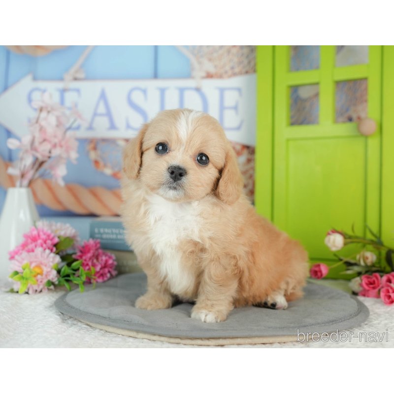 販売中の千葉県のミックス犬-402990の2枚目