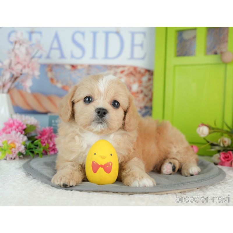 販売中の千葉県のミックス犬-402990の3枚目