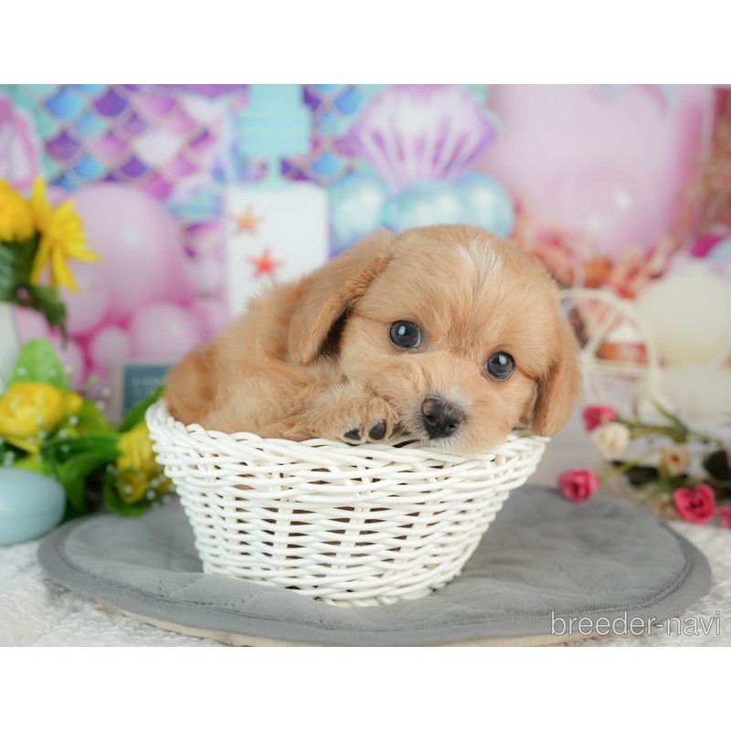 販売中の千葉県のミックス犬-402995の1枚目