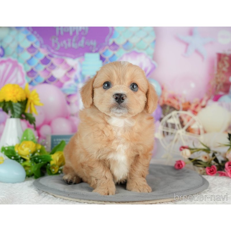 販売中の千葉県のミックス犬-402995の4枚目