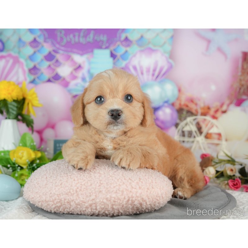 販売中の千葉県のミックス犬-402995の7枚目