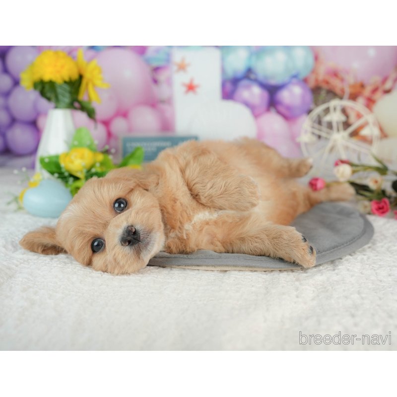販売中の千葉県のミックス犬-402995の5枚目