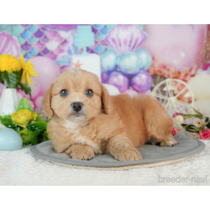 販売中の千葉県のミックス犬-402995の8枚目