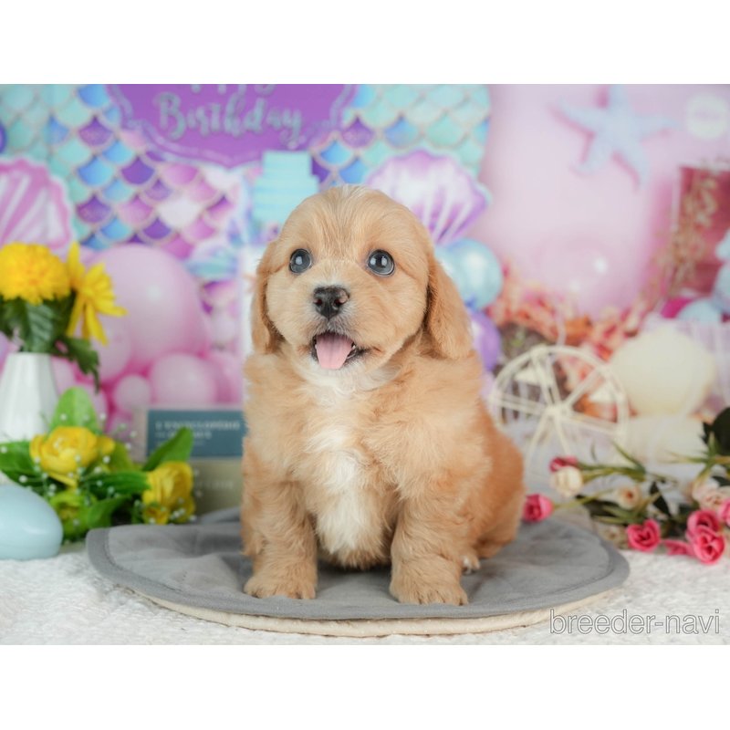 販売中の千葉県のミックス犬-402995の6枚目