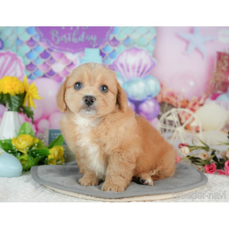 販売中の千葉県のミックス犬-402995の2枚目