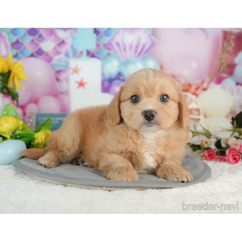 販売中の千葉県のミックス犬-402995の3枚目
