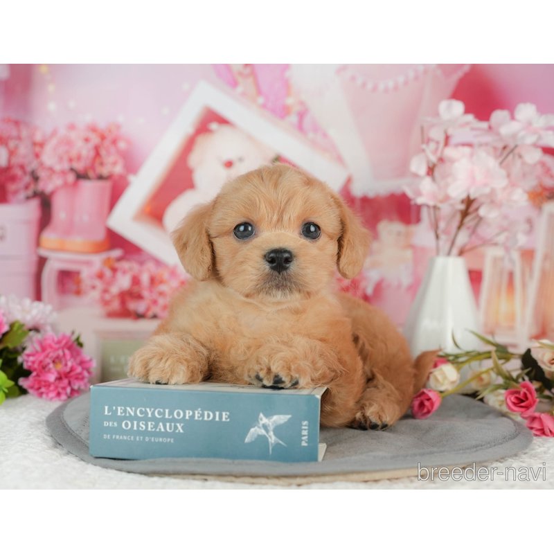 販売中ののミックス犬-402962
