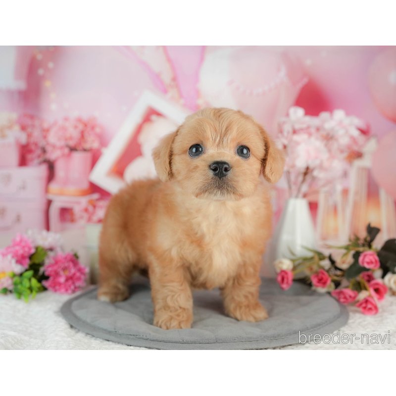 販売中の千葉県のミックス犬-402962の4枚目
