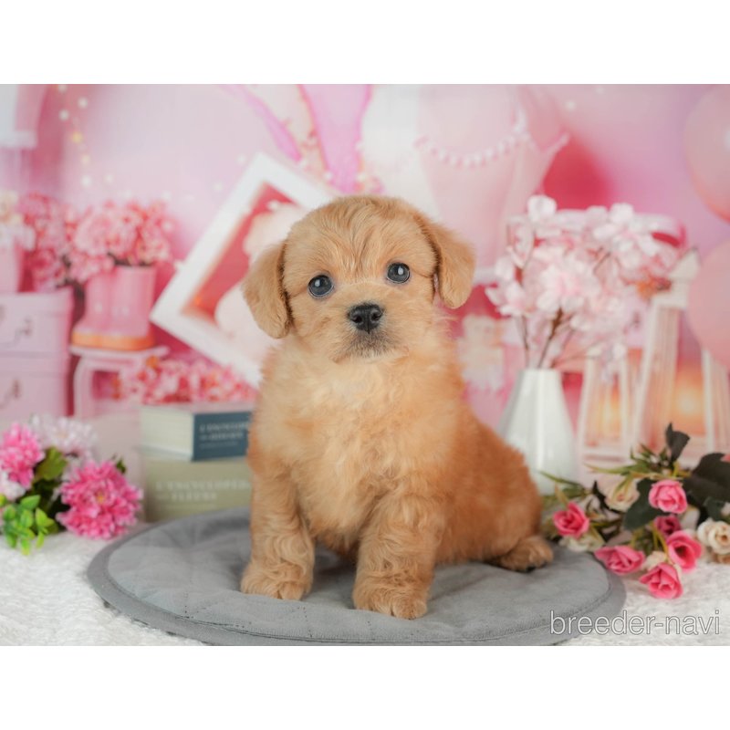 販売中の千葉県のミックス犬-402962の6枚目