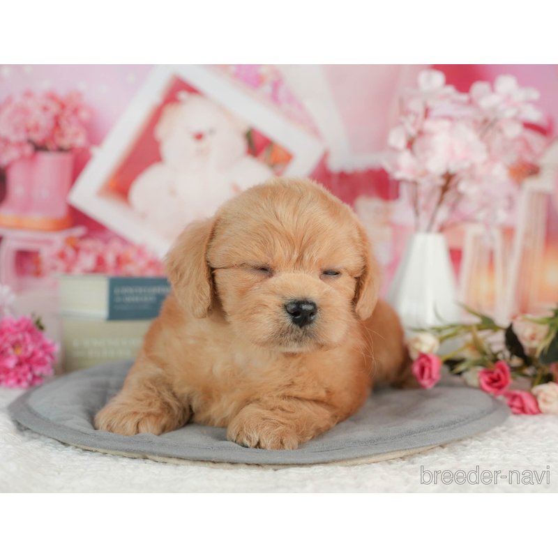 販売中の千葉県のミックス犬-402962の5枚目