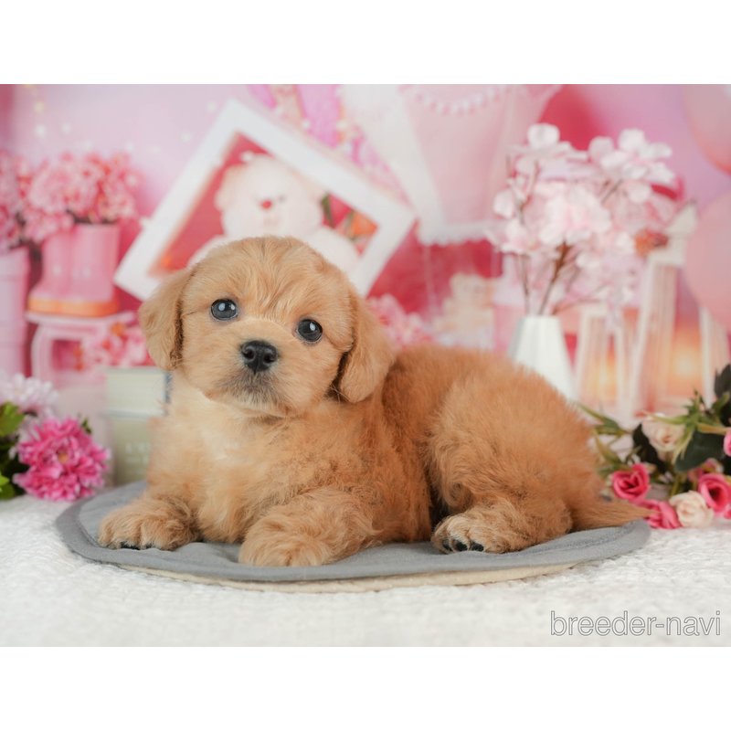 販売中の千葉県のミックス犬-402962の8枚目