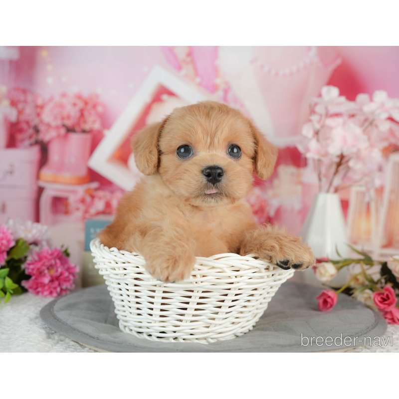 販売中の千葉県のミックス犬-402962の7枚目