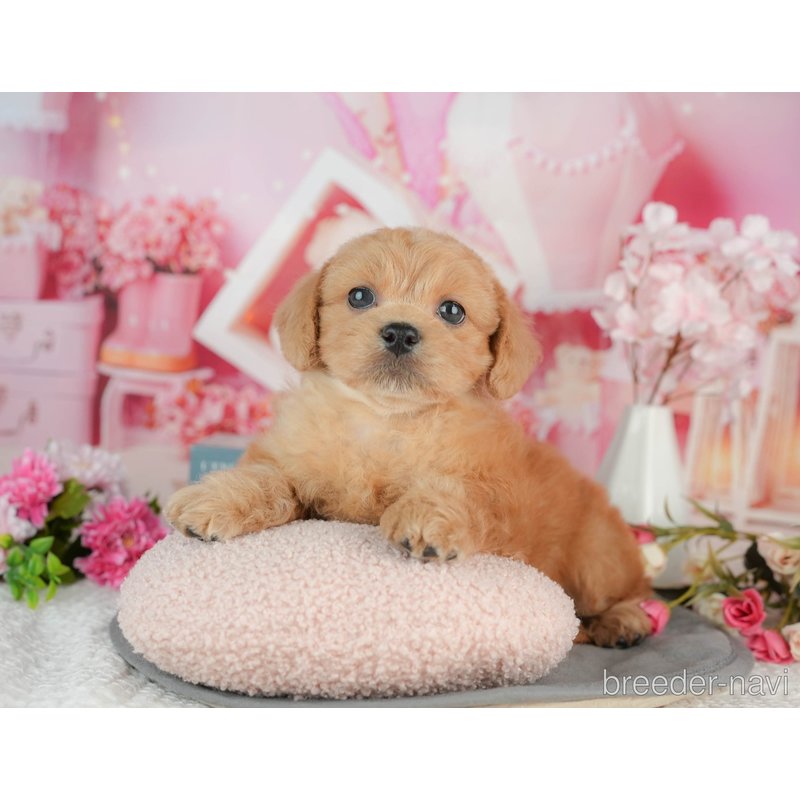 販売中の千葉県のミックス犬-402962の2枚目
