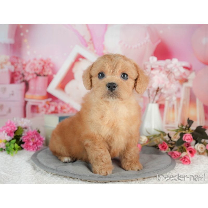 販売中の千葉県のミックス犬-402962の3枚目