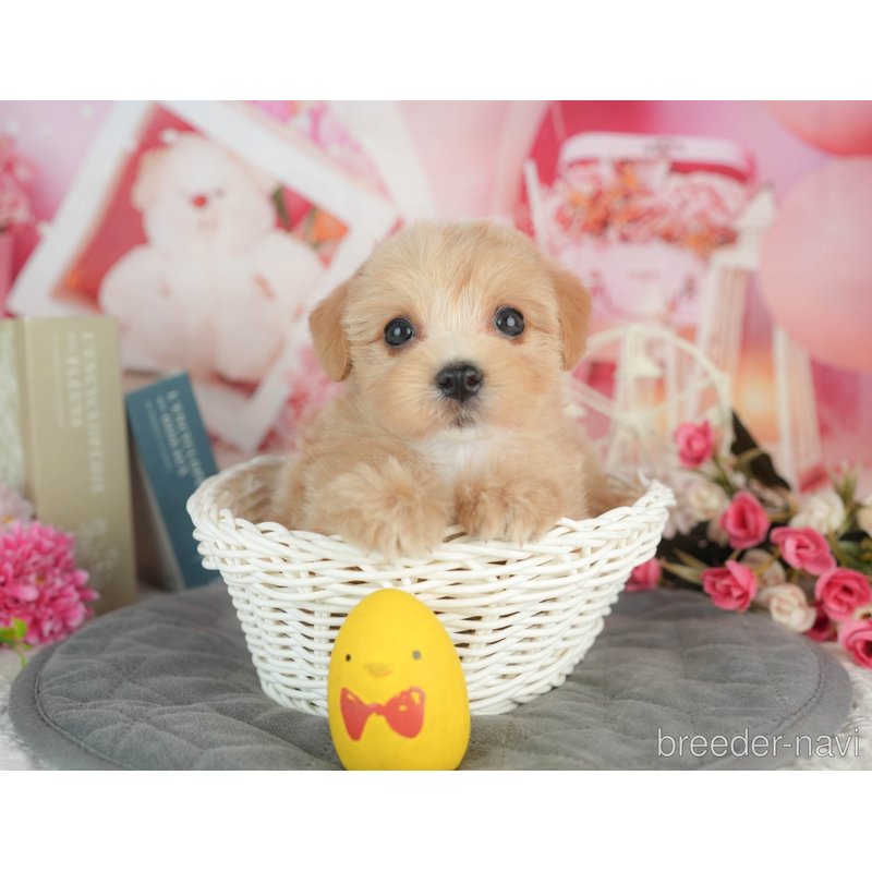 販売中の千葉県のミックス犬-403167