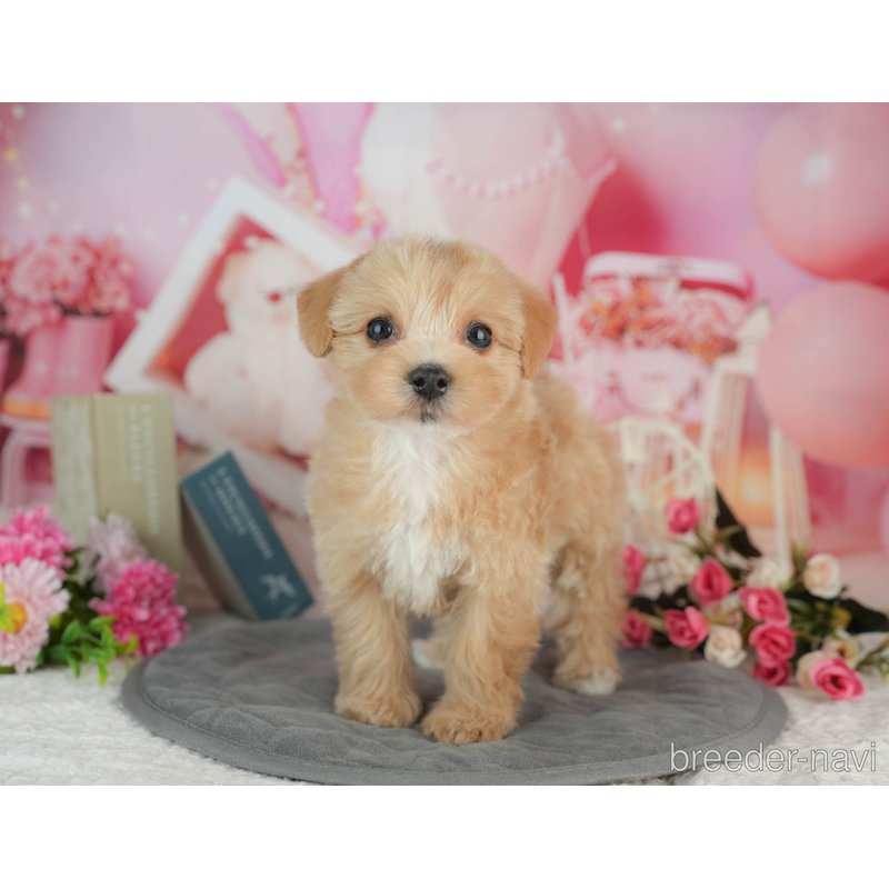 販売中の千葉県のミックス犬-403167の6枚目