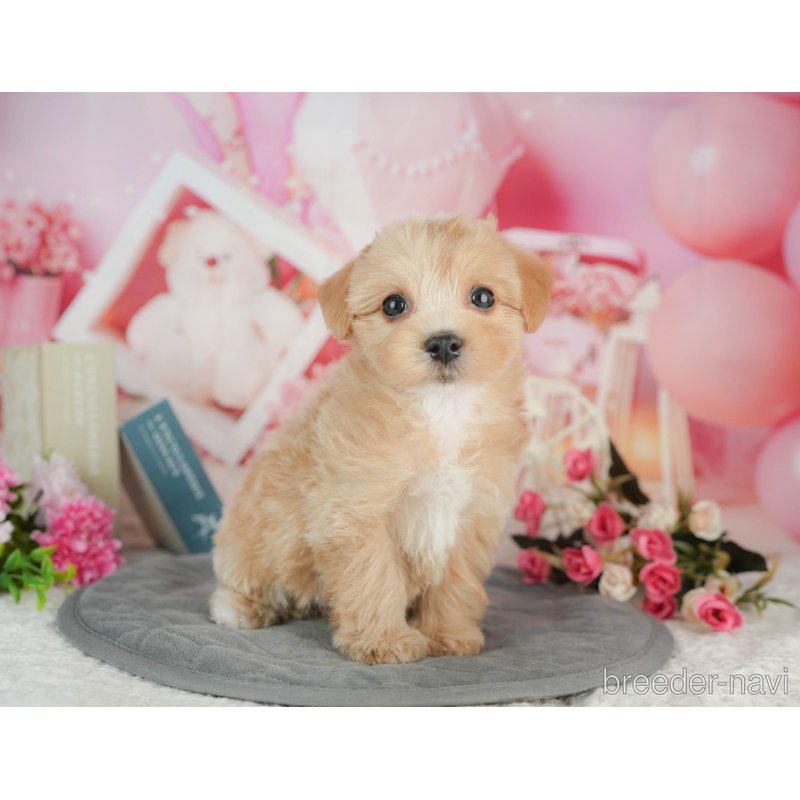 販売中の千葉県のミックス犬-403167の7枚目