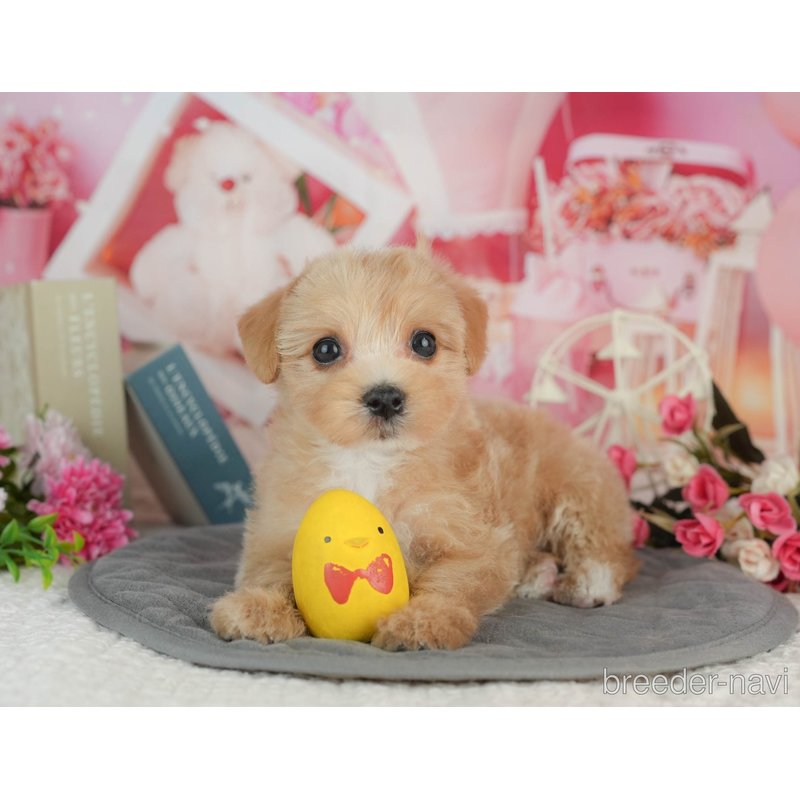 販売中の千葉県のミックス犬-403167の8枚目