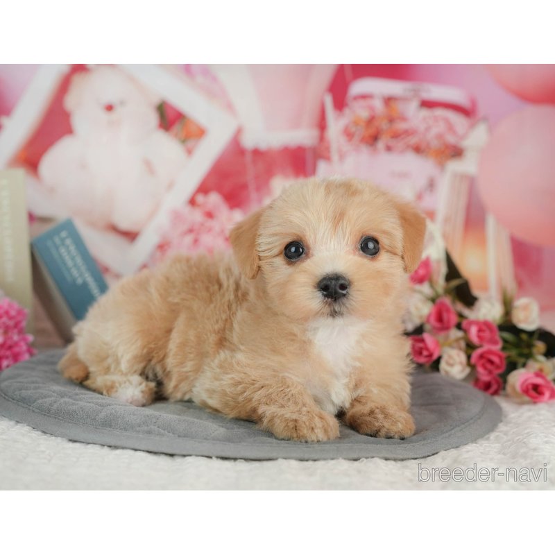 販売中の千葉県のミックス犬-403167の3枚目