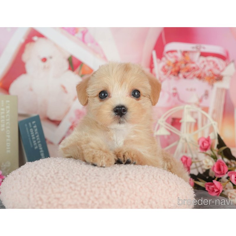 販売中の千葉県のミックス犬-403167の2枚目