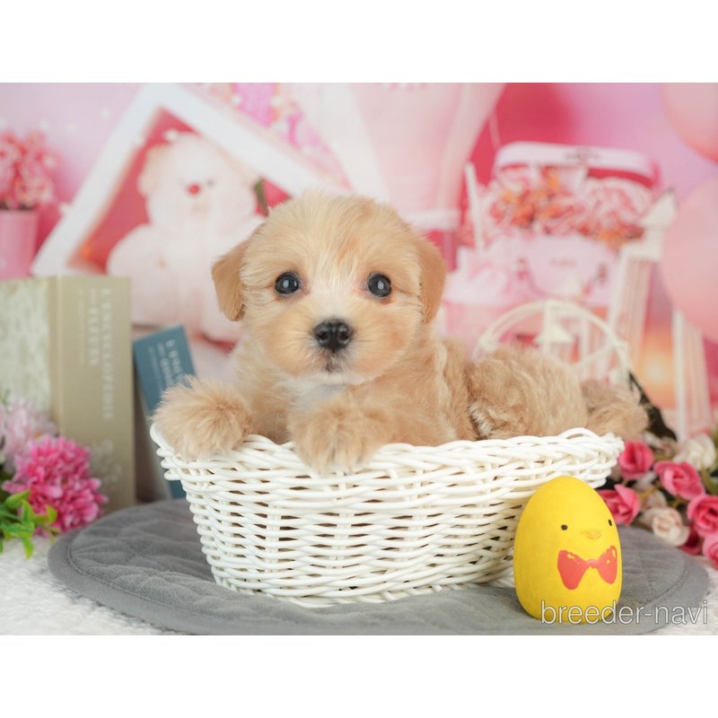 販売中の千葉県のミックス犬-403167の4枚目