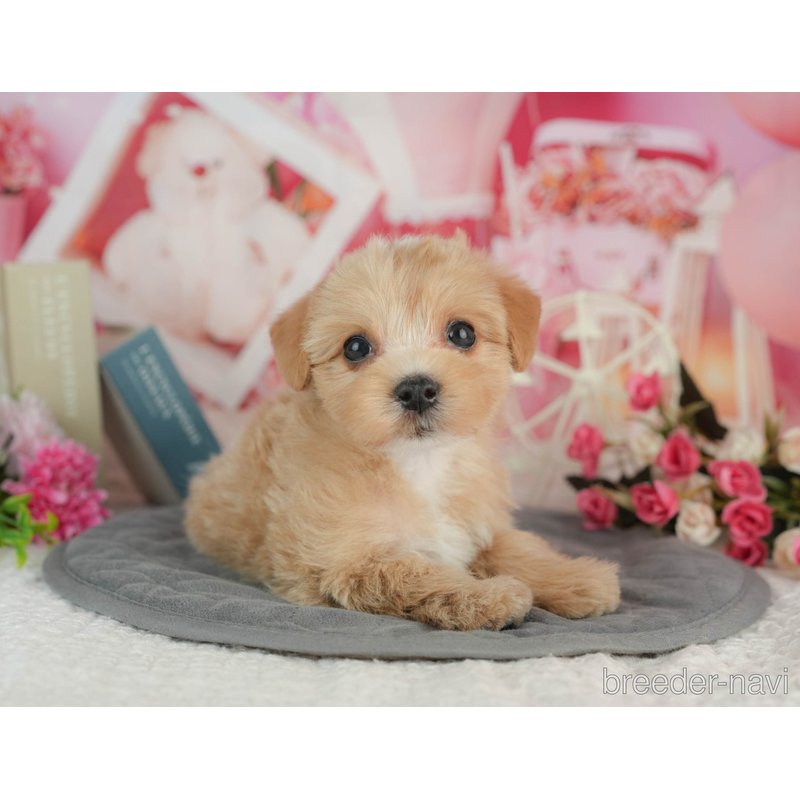 販売中の千葉県のミックス犬-403167の5枚目