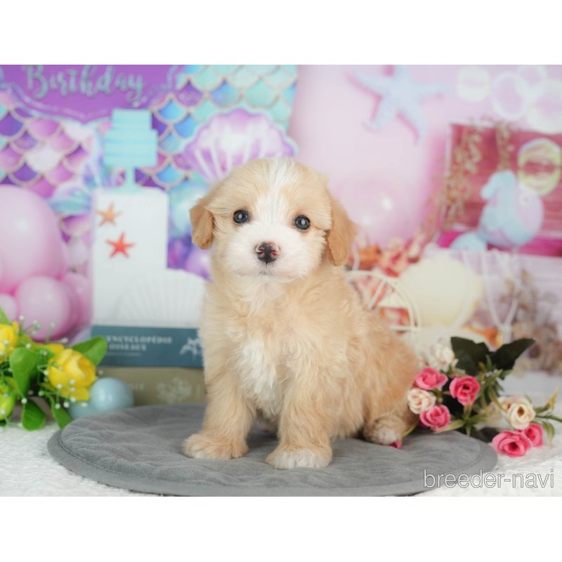 販売中の千葉県のミックス犬-403171