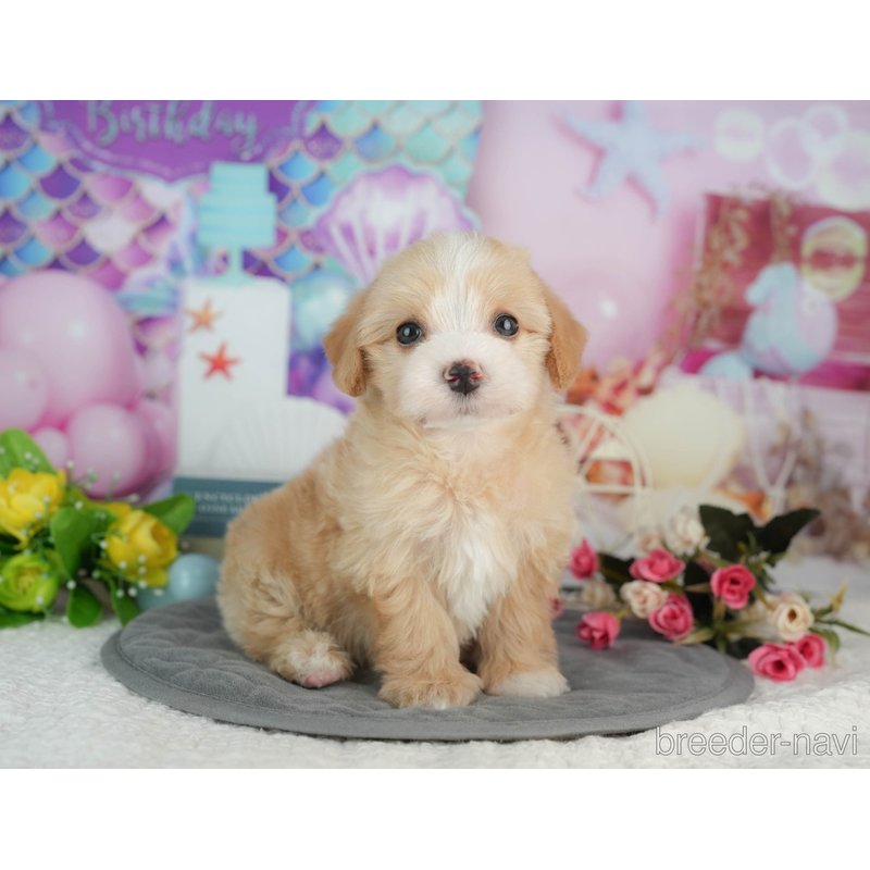 販売中の千葉県のミックス犬-403171の3枚目
