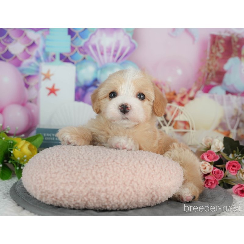販売中の千葉県のミックス犬-403171の4枚目