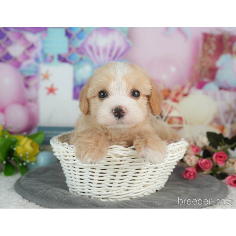 販売中の千葉県のミックス犬-403171の5枚目