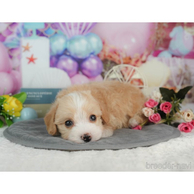 販売中の千葉県のミックス犬-403171の6枚目