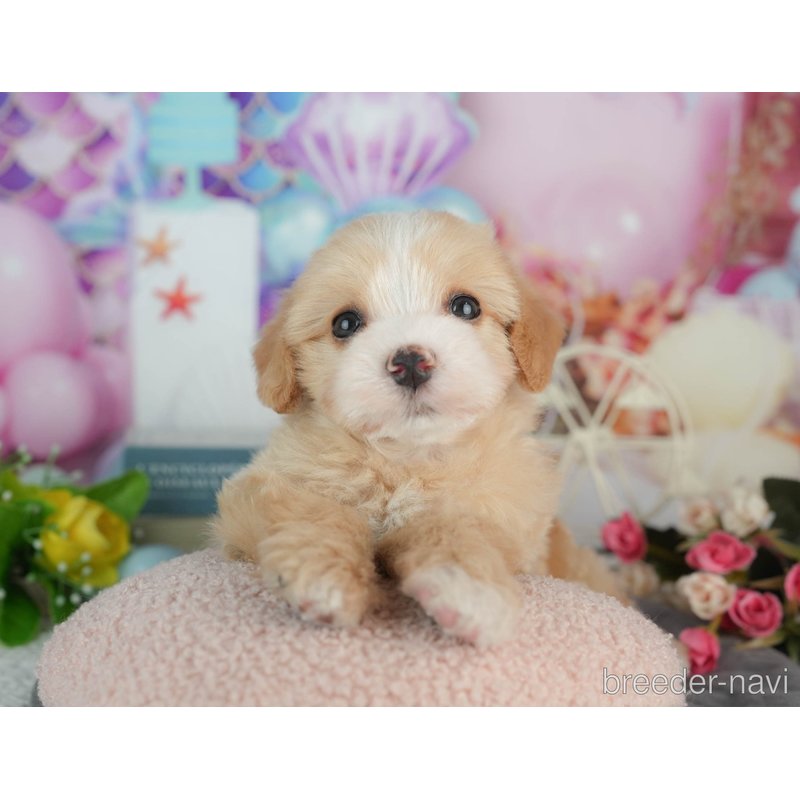 販売中の千葉県のミックス犬-403171の7枚目