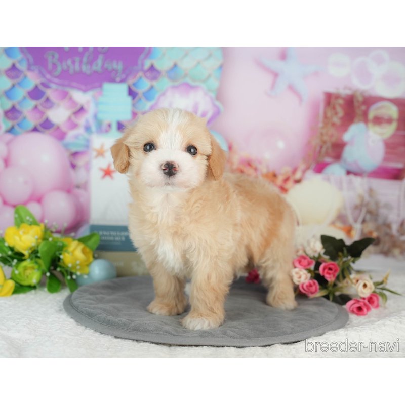 販売中の千葉県のミックス犬-403171の8枚目