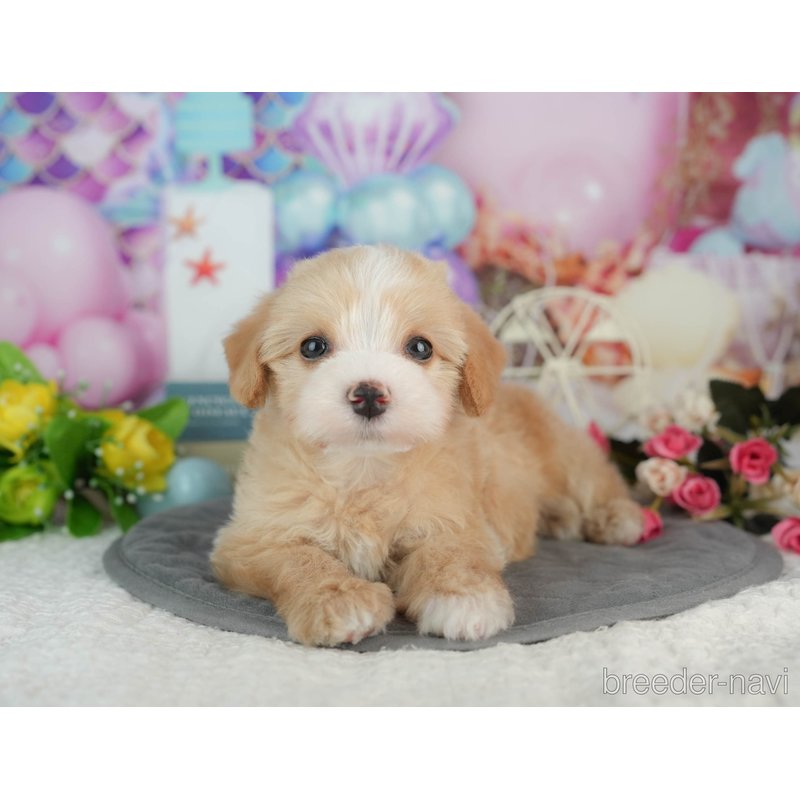 販売中の千葉県のミックス犬-403171の2枚目