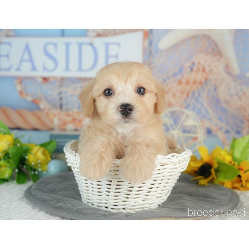 販売中の千葉県のミックス犬-403170の2枚目