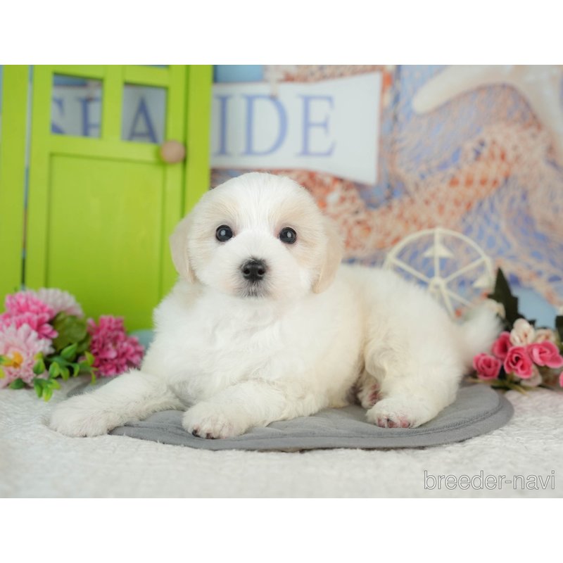 販売中の千葉県のミックス犬-402822の1枚目