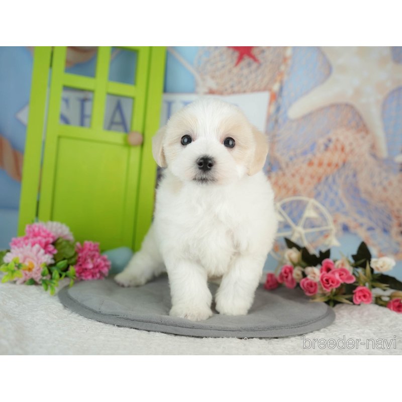 販売中の千葉県のミックス犬-402822の6枚目