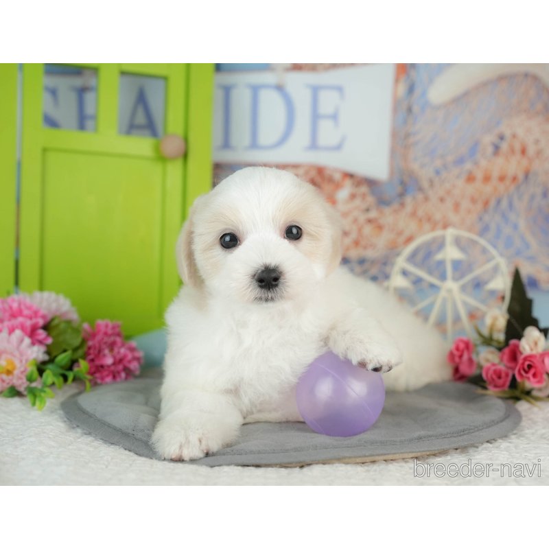 販売中の千葉県のミックス犬-402822の8枚目