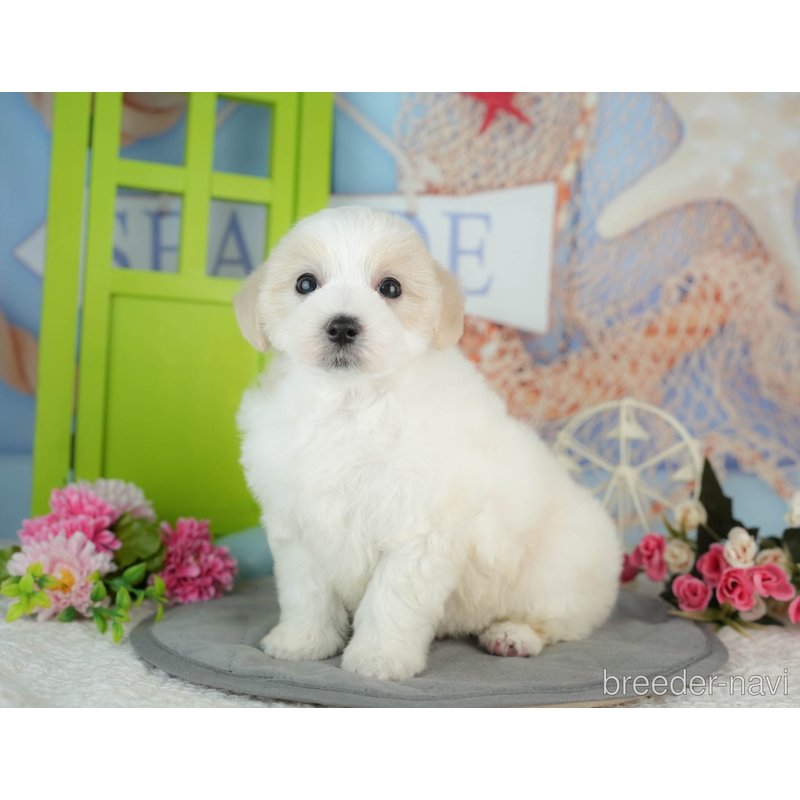 販売中の千葉県のミックス犬-402822の2枚目